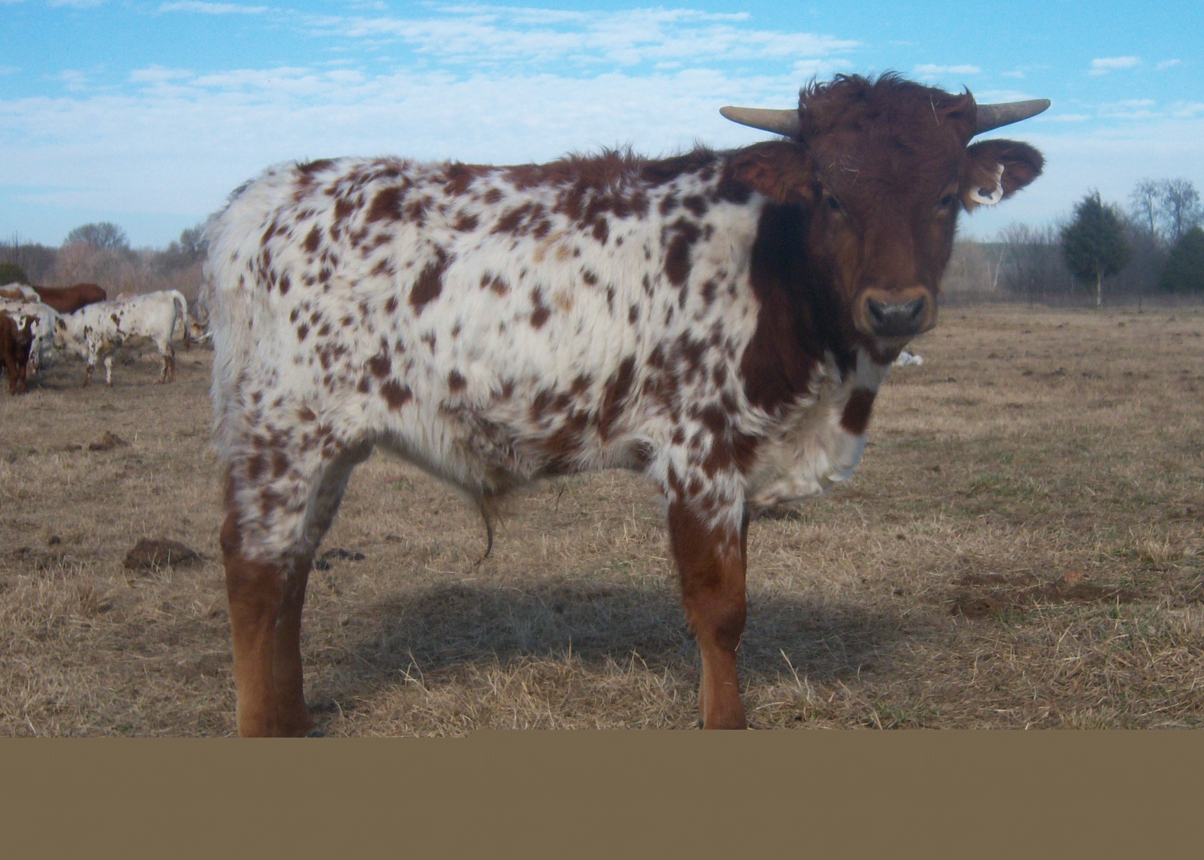 rawhide 2.jpg